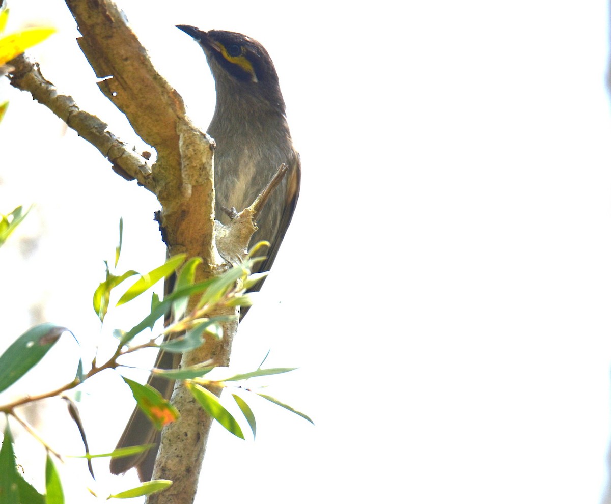 Yellow-faced Honeyeater - ML644023173