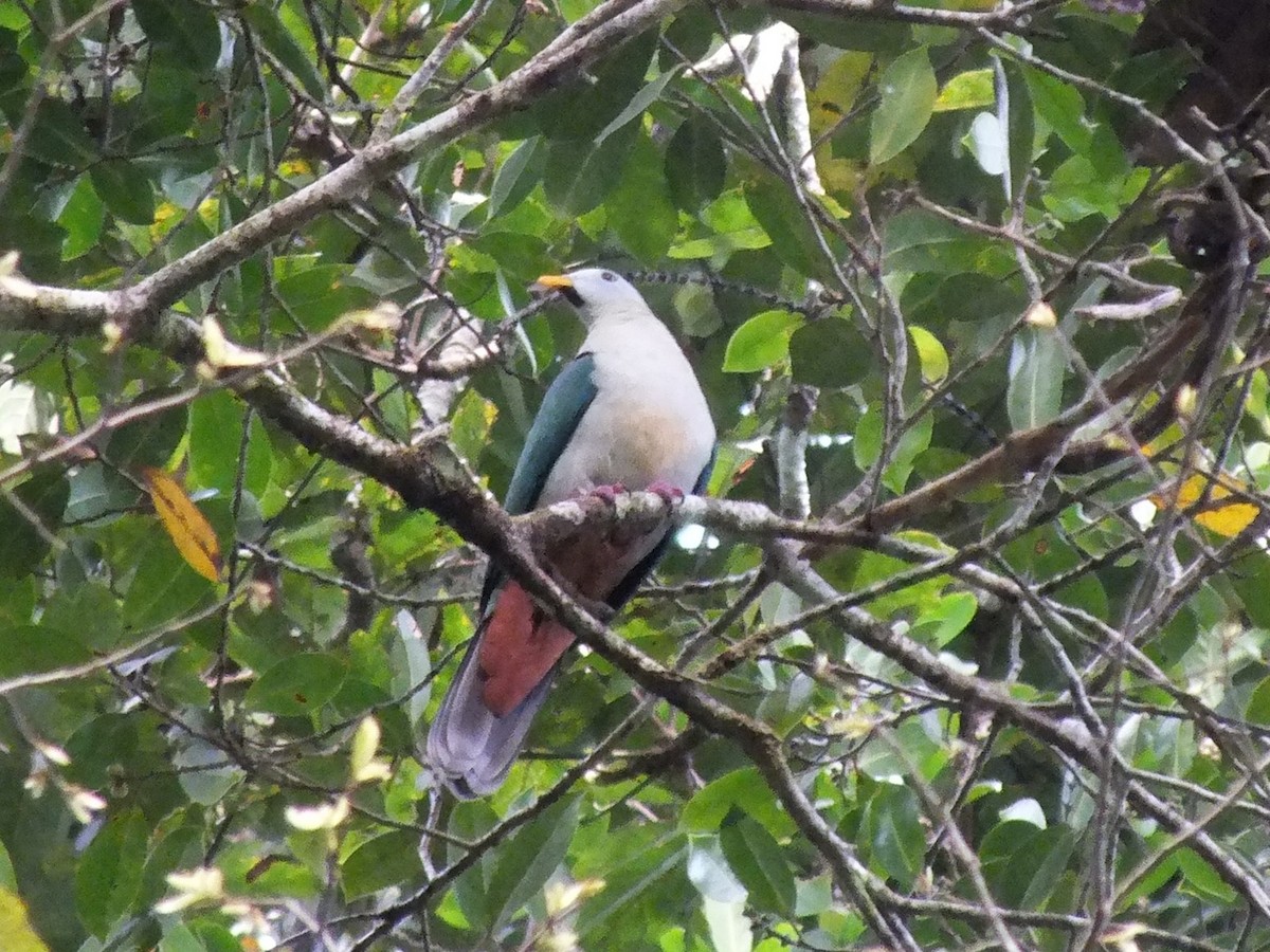 Ptilope à mentonnière - ML644023193