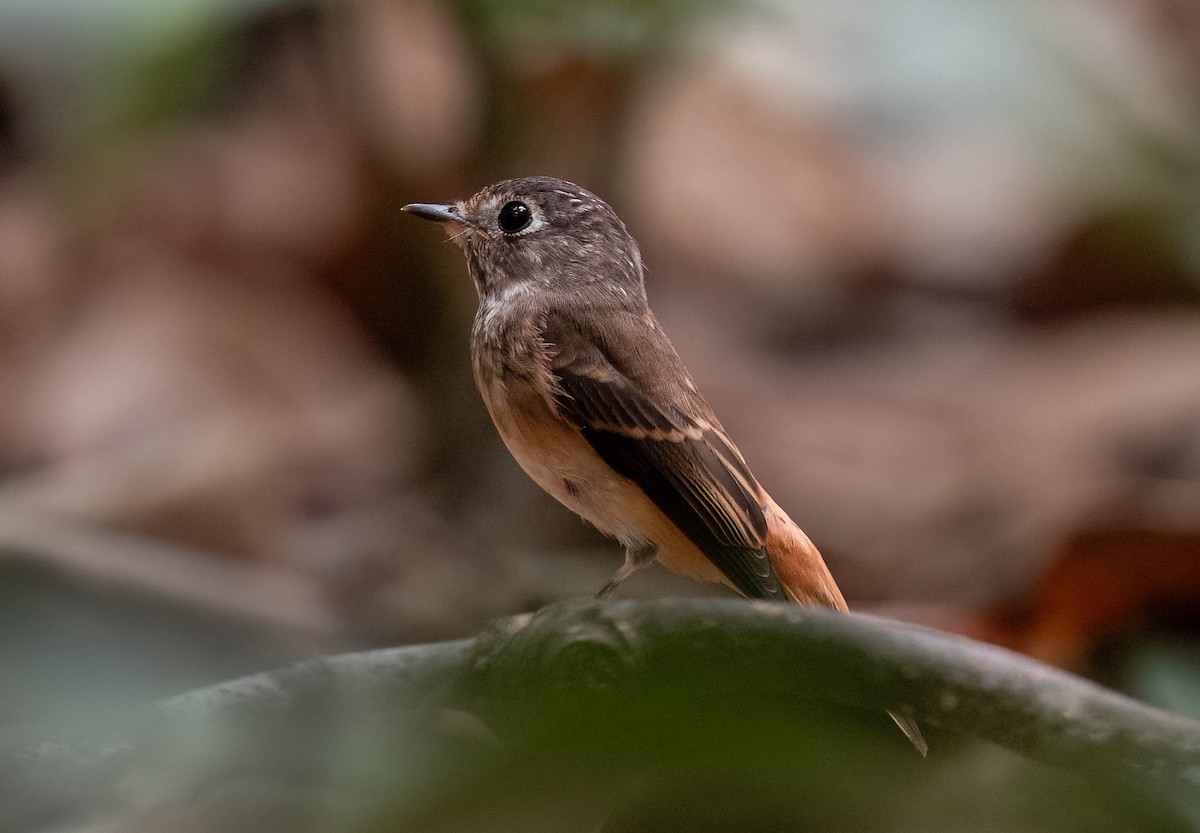 Ferruginous Flycatcher - ML644023211