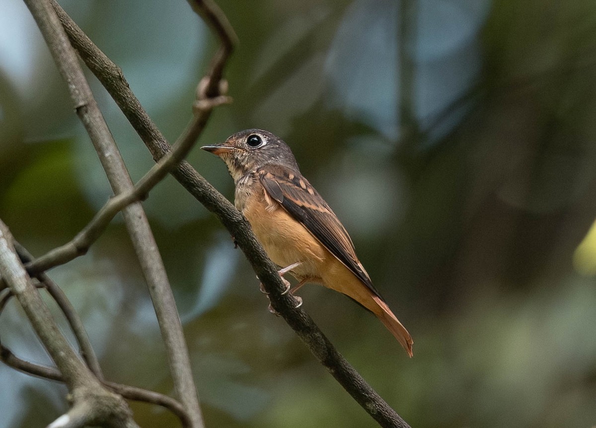 Ferruginous Flycatcher - ML644023212