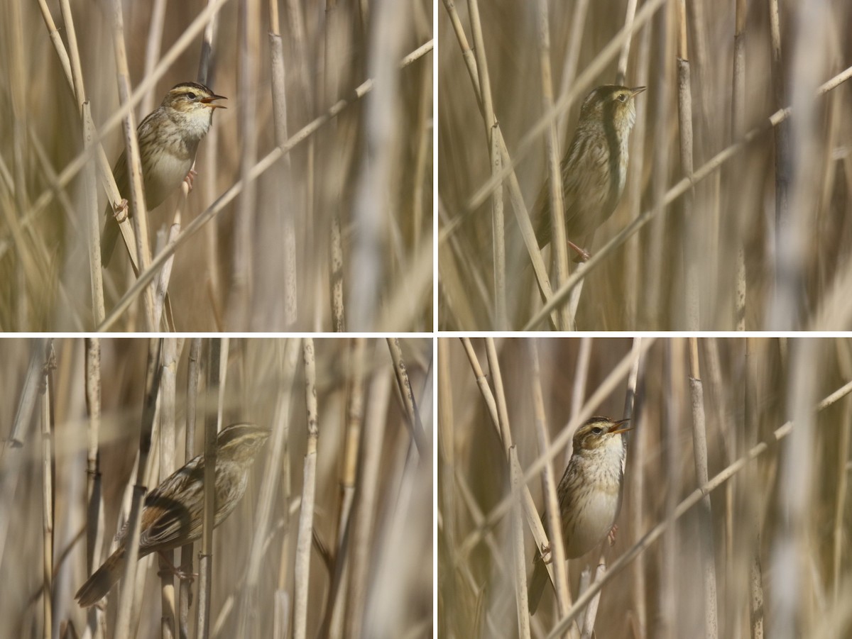 Aquatic Warbler - ML644023226