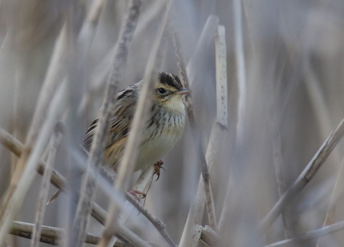 Aquatic Warbler - ML644023227