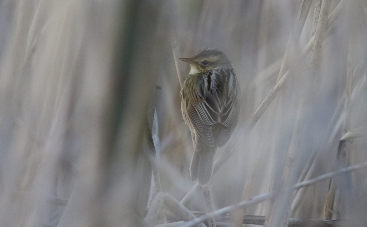 Aquatic Warbler - ML644023228