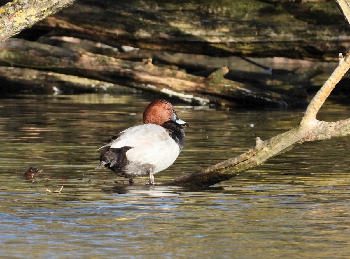 Common Pochard - ML644023255
