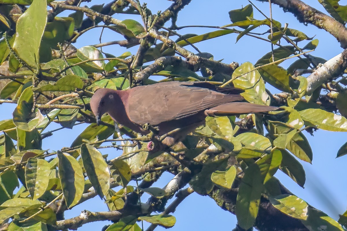 holub krátkozobý - ML644023260