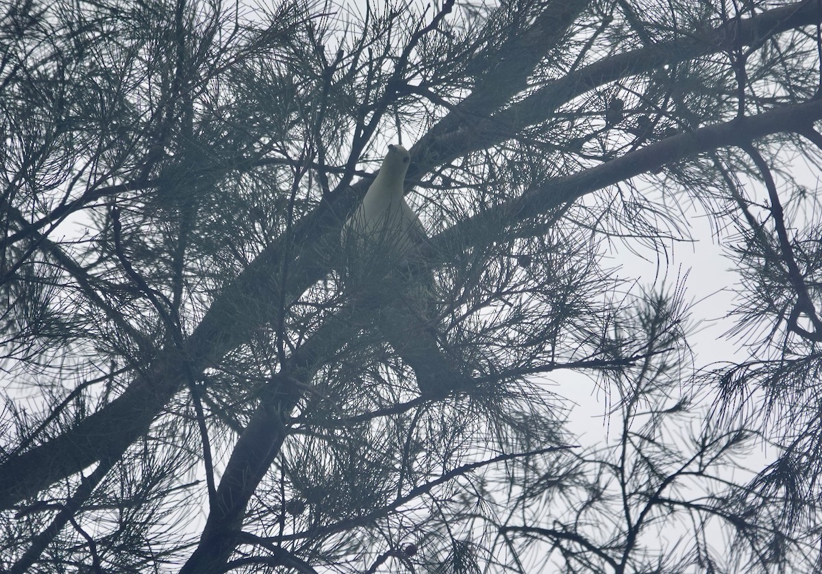 Pied Imperial-Pigeon - ML644023281