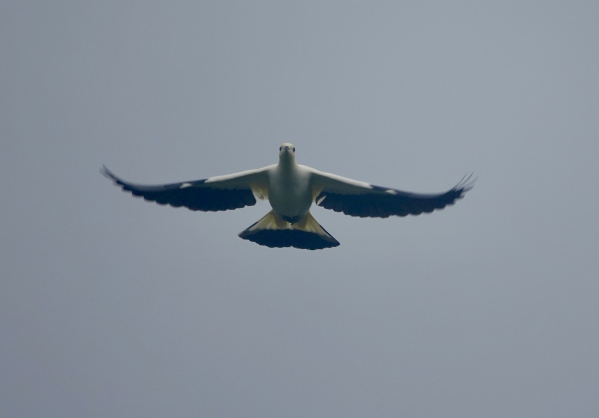 Pied Imperial-Pigeon - ML644023282