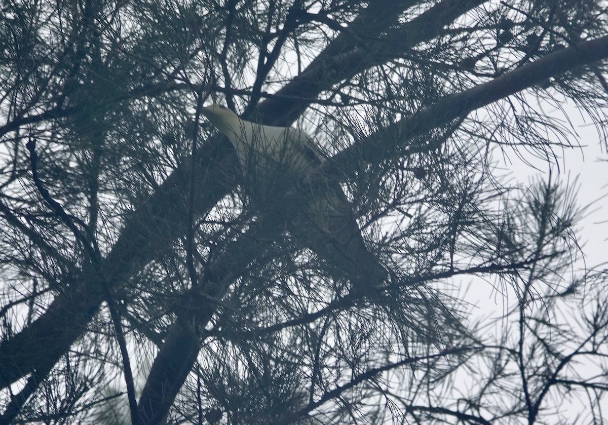 Pied Imperial-Pigeon - ML644023283