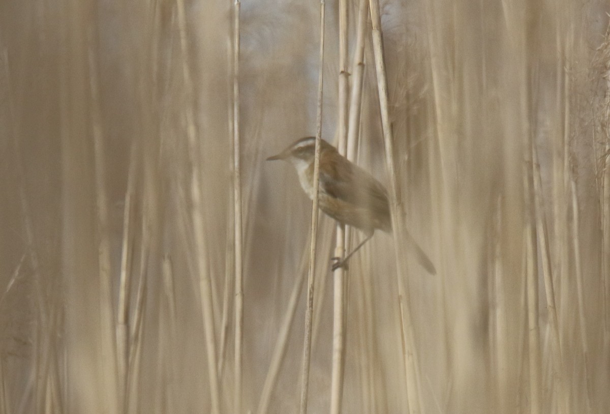 Moustached Warbler - ML644023314