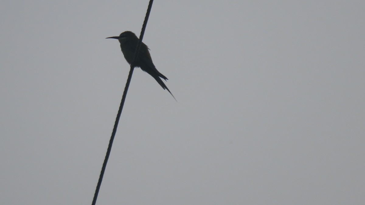 Blue-cheeked Bee-eater - ML644023320
