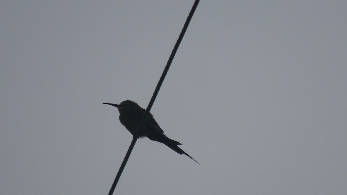 Blue-cheeked Bee-eater - ML644023323