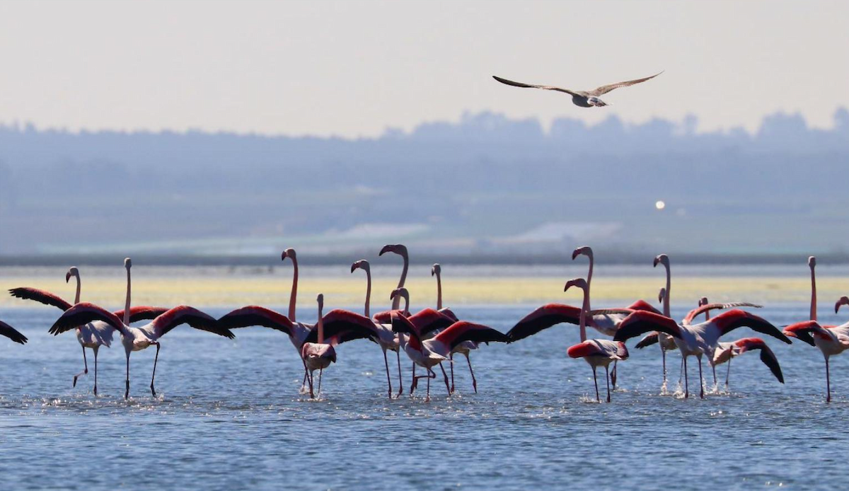 Greater Flamingo - ML644023329
