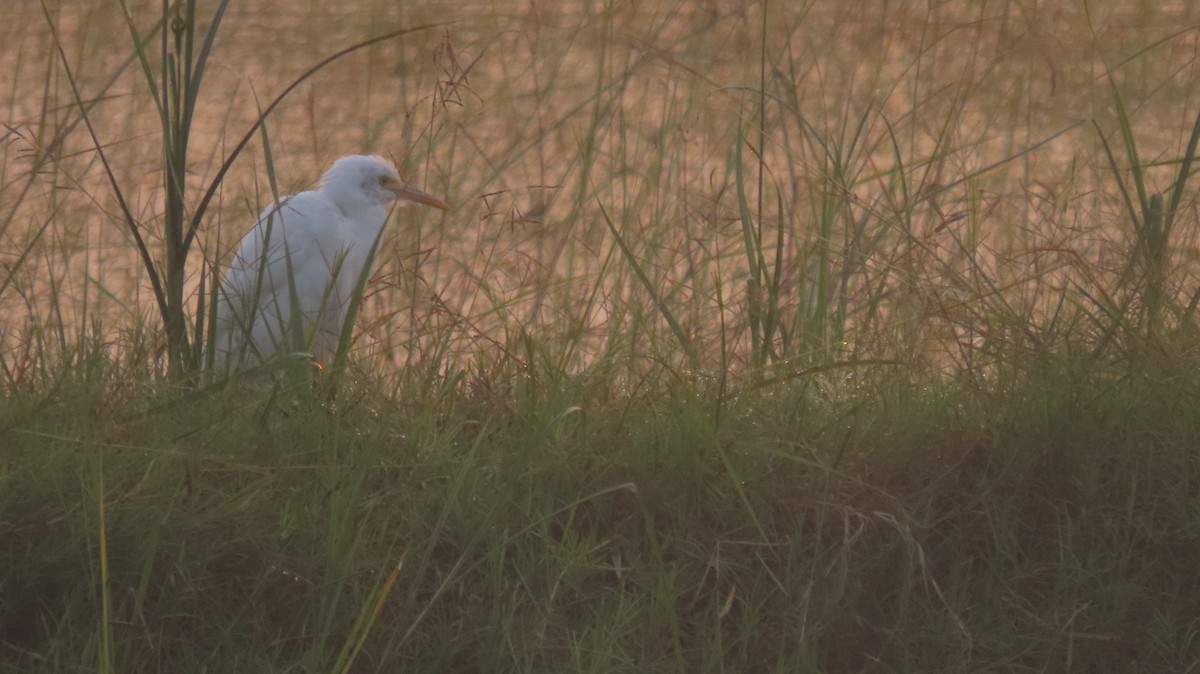 Medium Egret - ML644023330