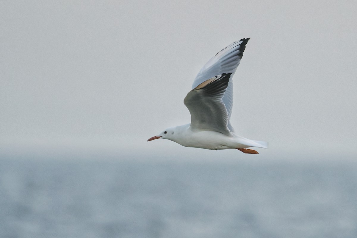 Slender-billed Gull - ML644023331