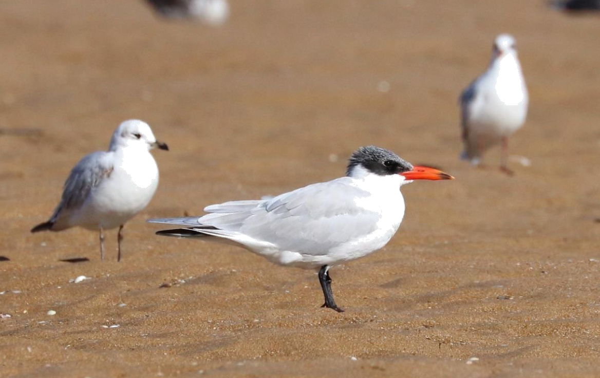 Caspian Tern - ML644023332