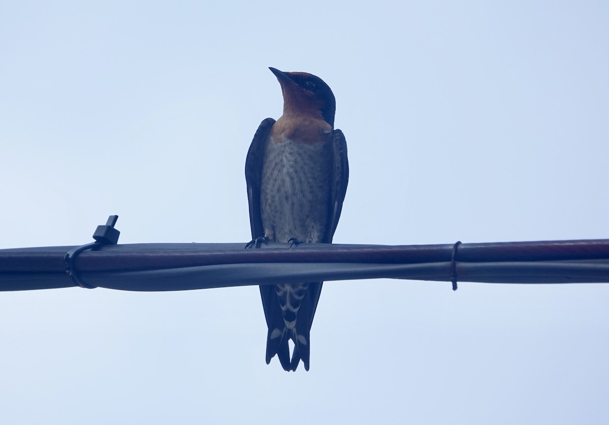 Pacific Swallow - ML644023333