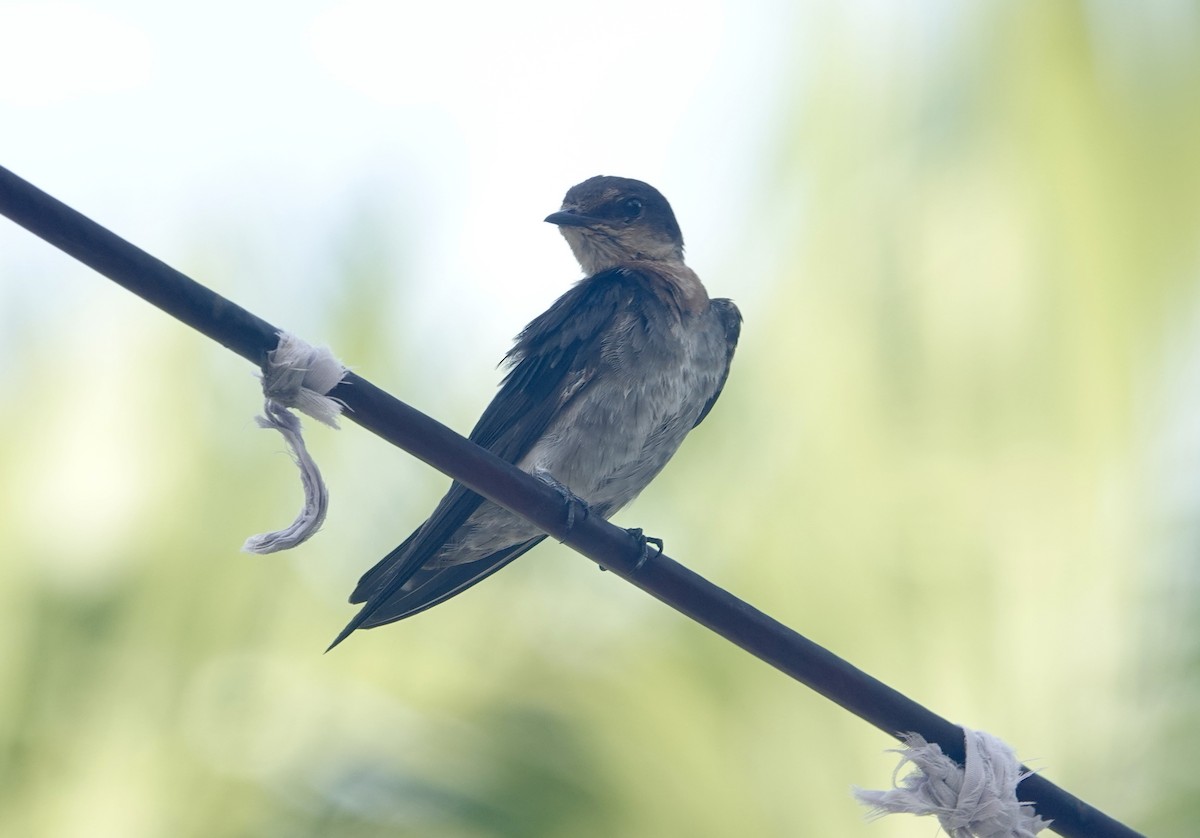 Pacific Swallow - ML644023335