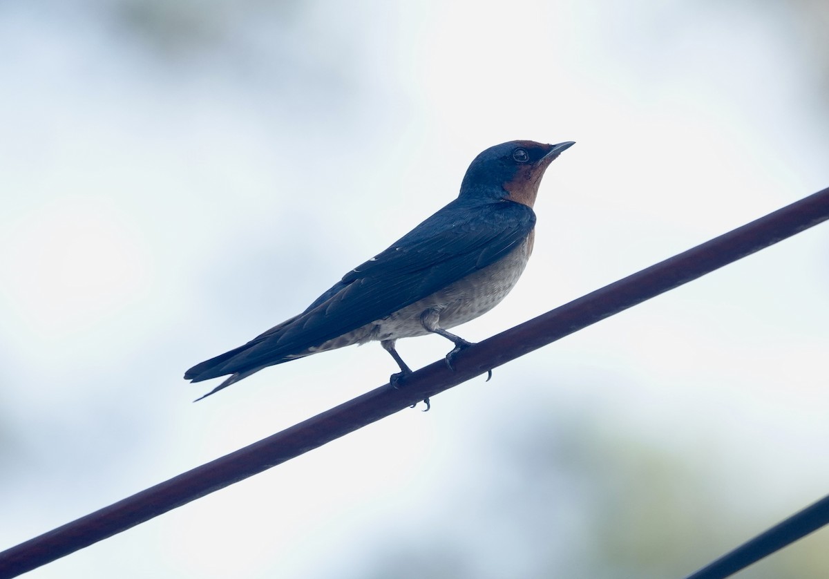 Pacific Swallow - ML644023336