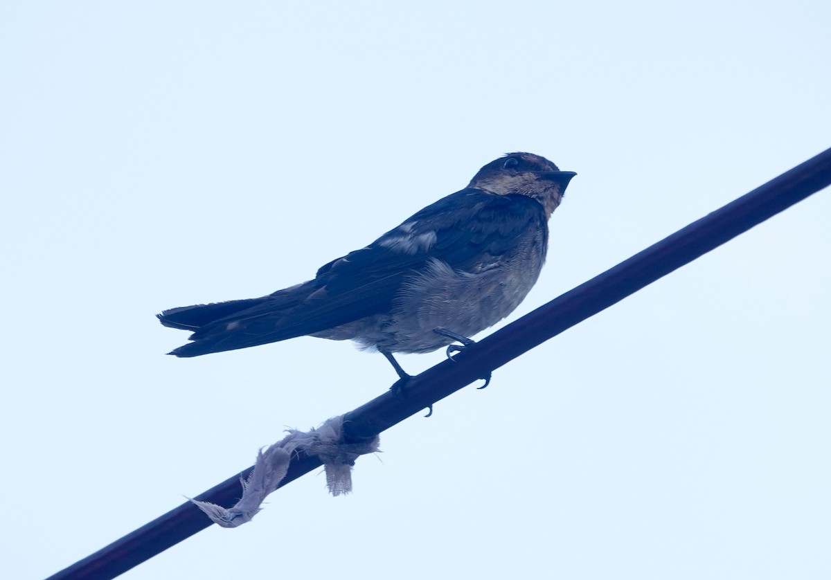 Pacific Swallow - ML644023337