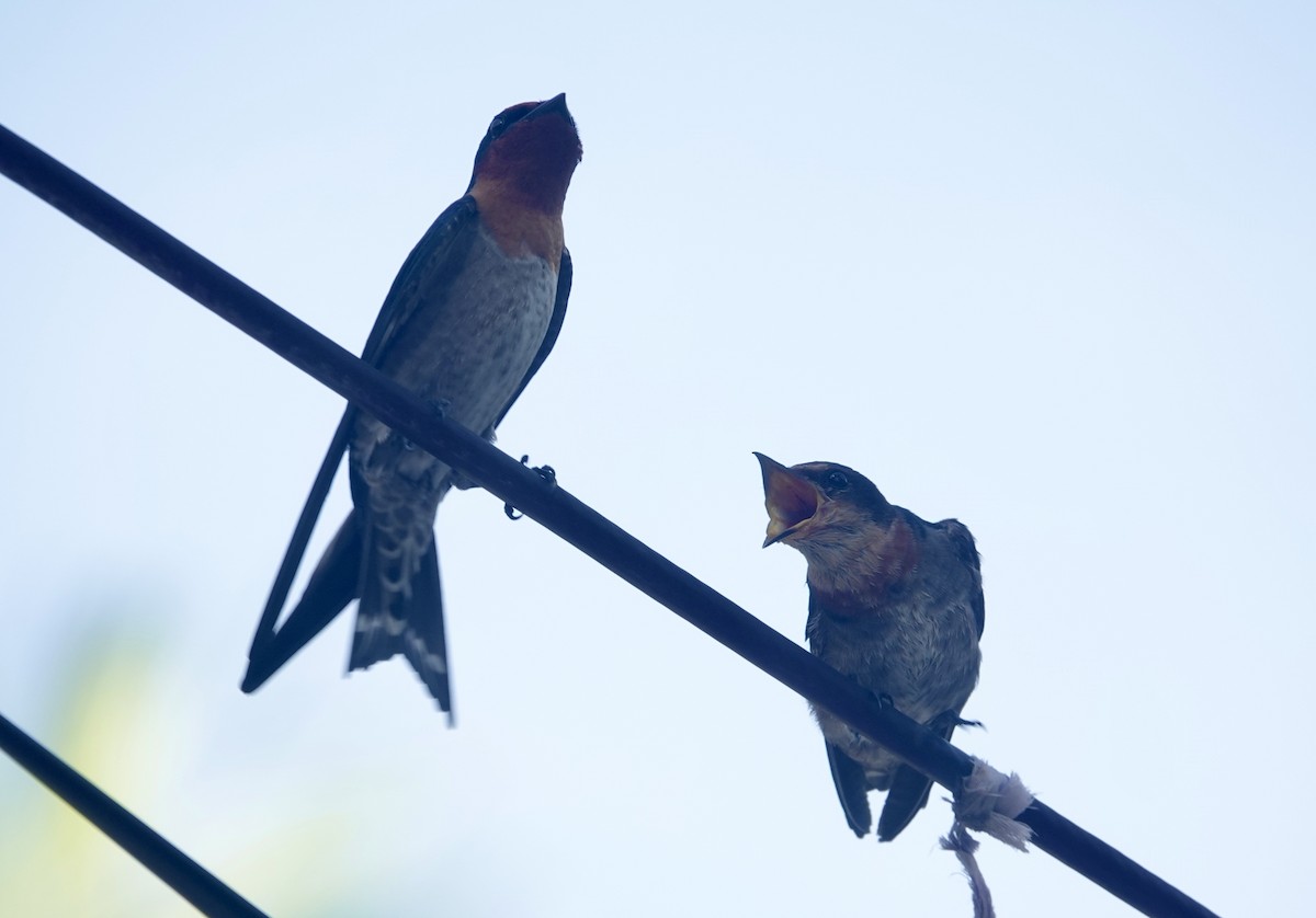 Pacific Swallow - ML644023338