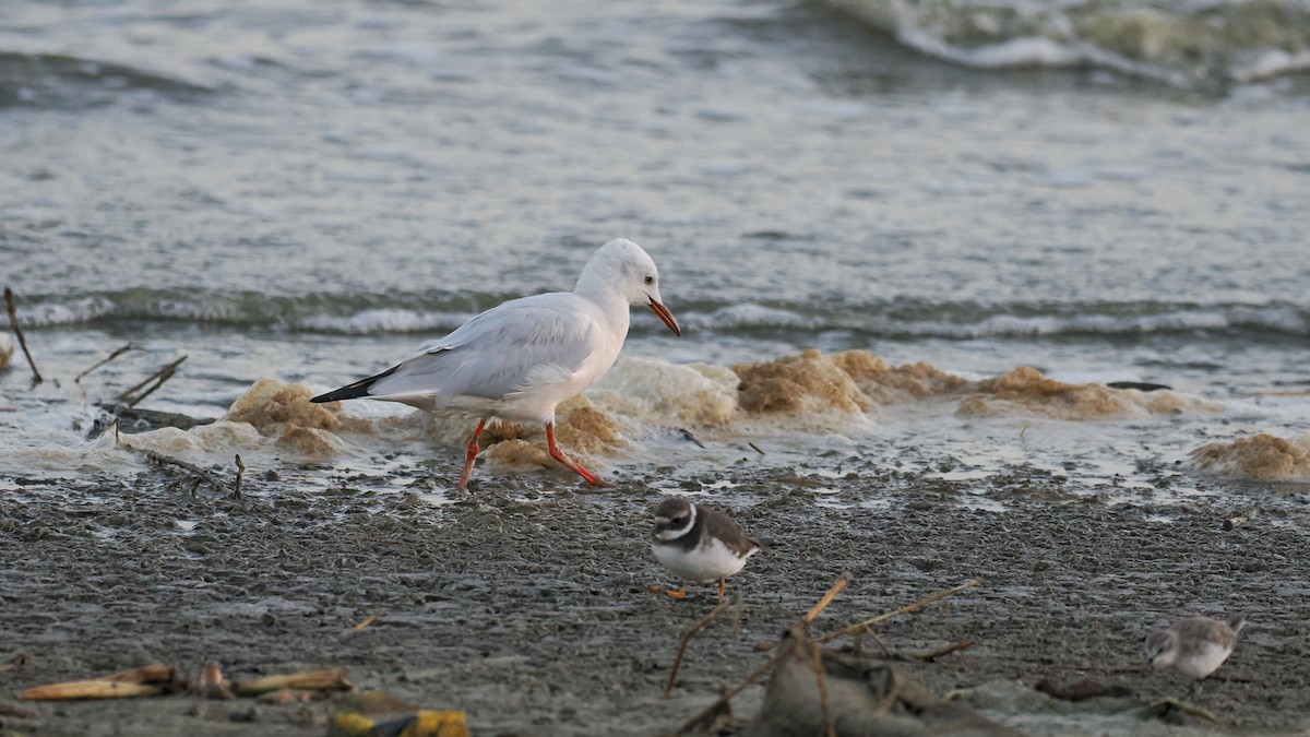 Slender-billed Gull - ML644023339