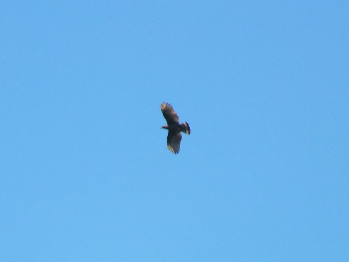Sulawesi Honey-buzzard - ML644023340