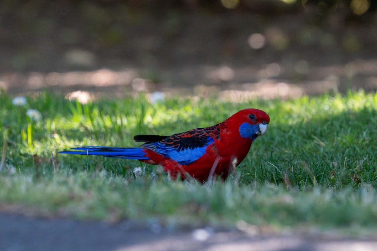 Crimson Rosella - ML644023341