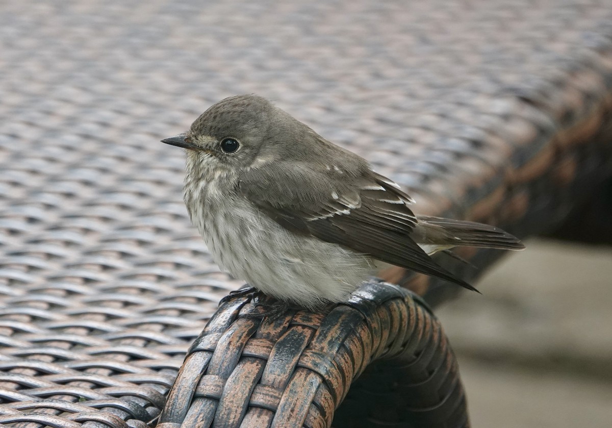 Gray-streaked Flycatcher - ML644023342