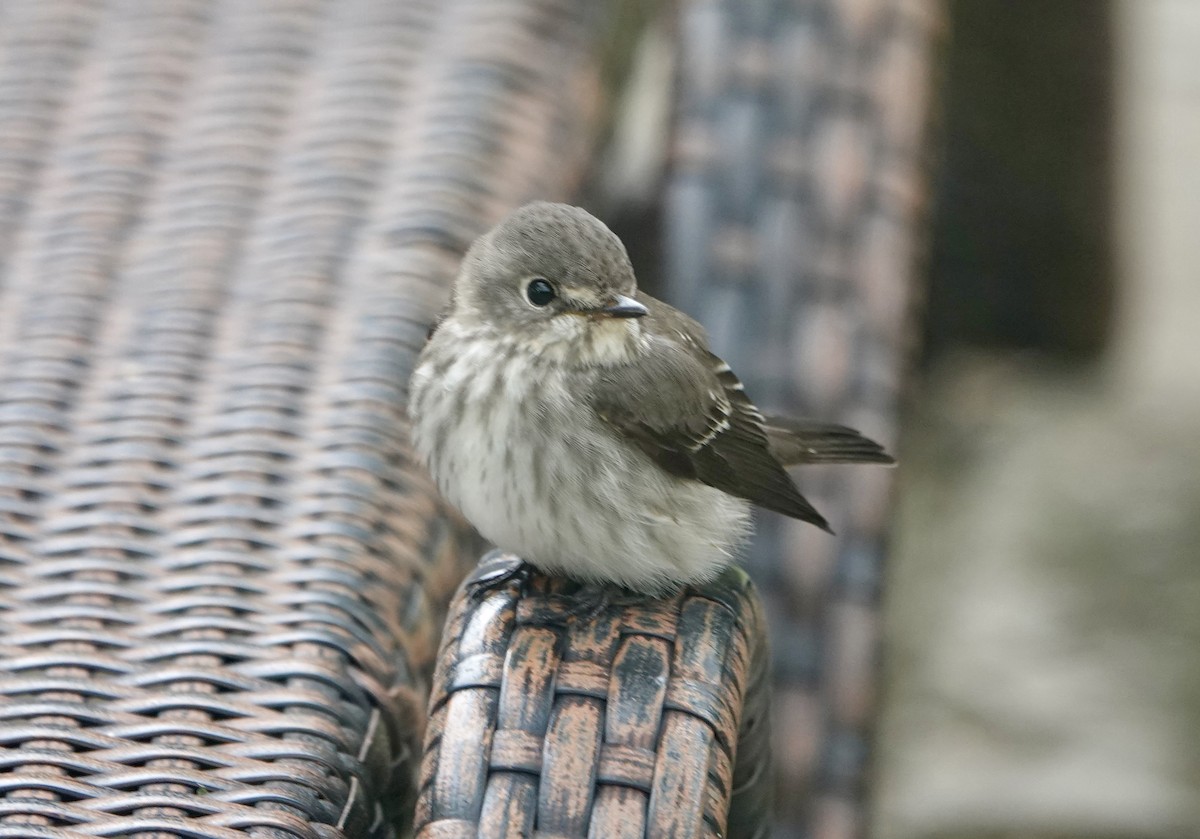 Gray-streaked Flycatcher - ML644023343