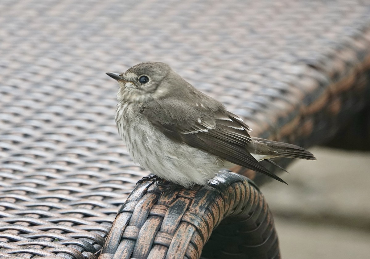Gray-streaked Flycatcher - ML644023344
