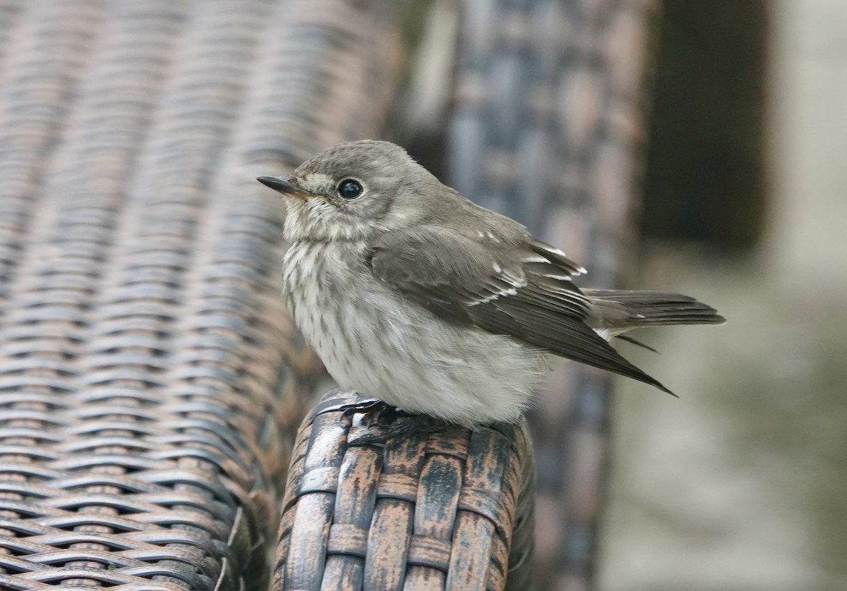 Gray-streaked Flycatcher - ML644023345