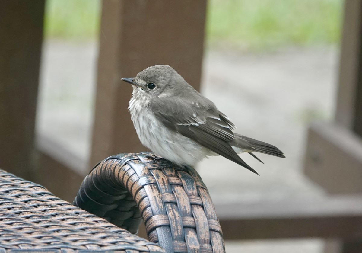 Gray-streaked Flycatcher - ML644023346