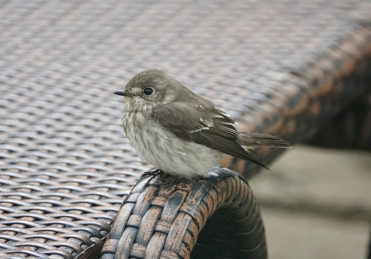 Gray-streaked Flycatcher - ML644023347