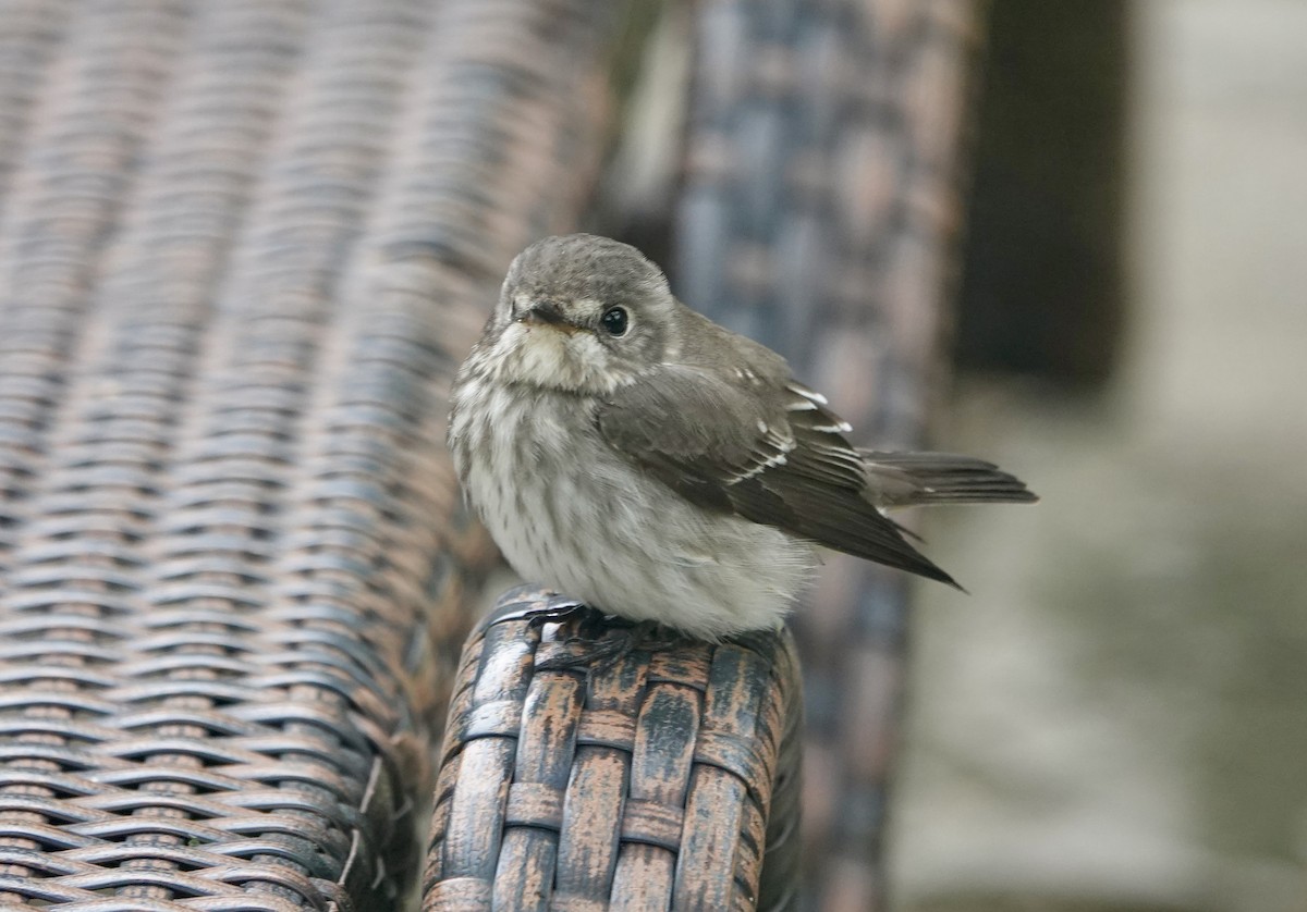 Gray-streaked Flycatcher - ML644023348