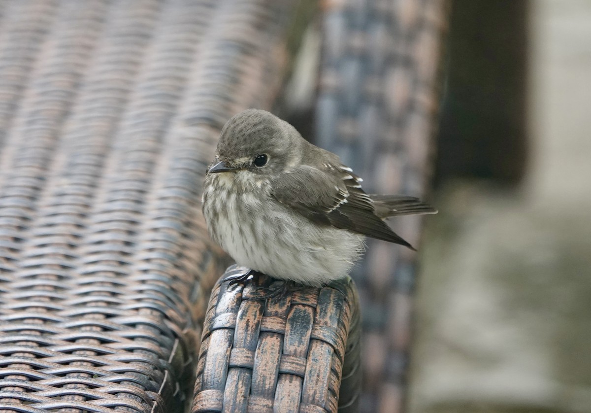 Gray-streaked Flycatcher - ML644023349