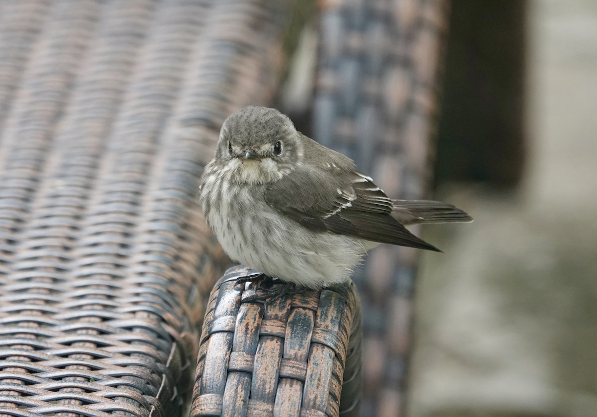 Gray-streaked Flycatcher - ML644023350