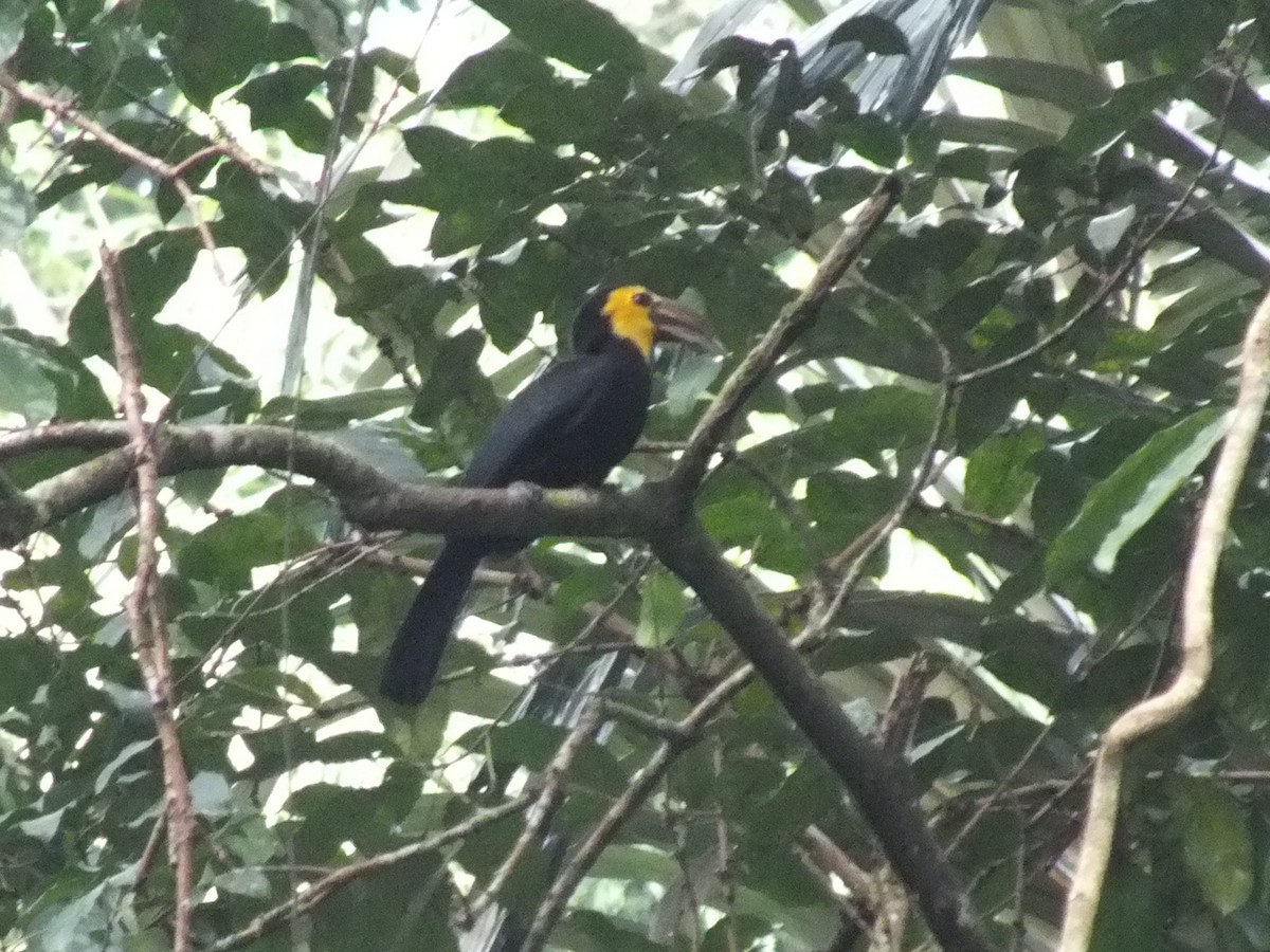 Sulawesi Hornbill - ML644023351