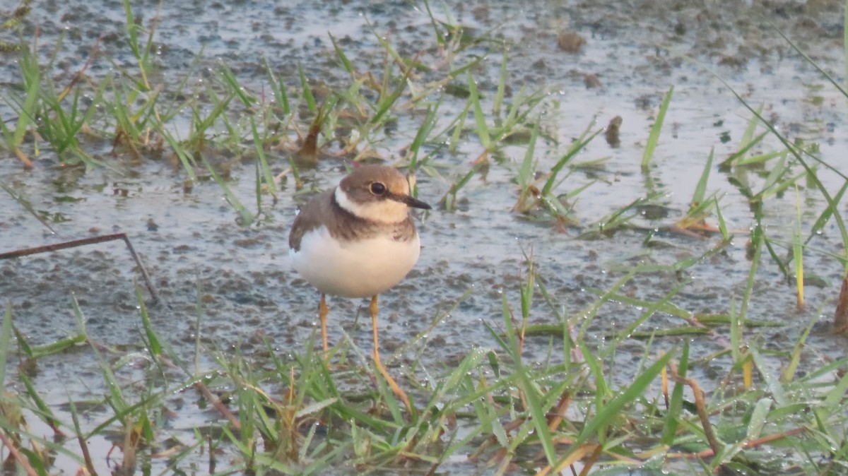 Little Ringed Plover - ML644023352