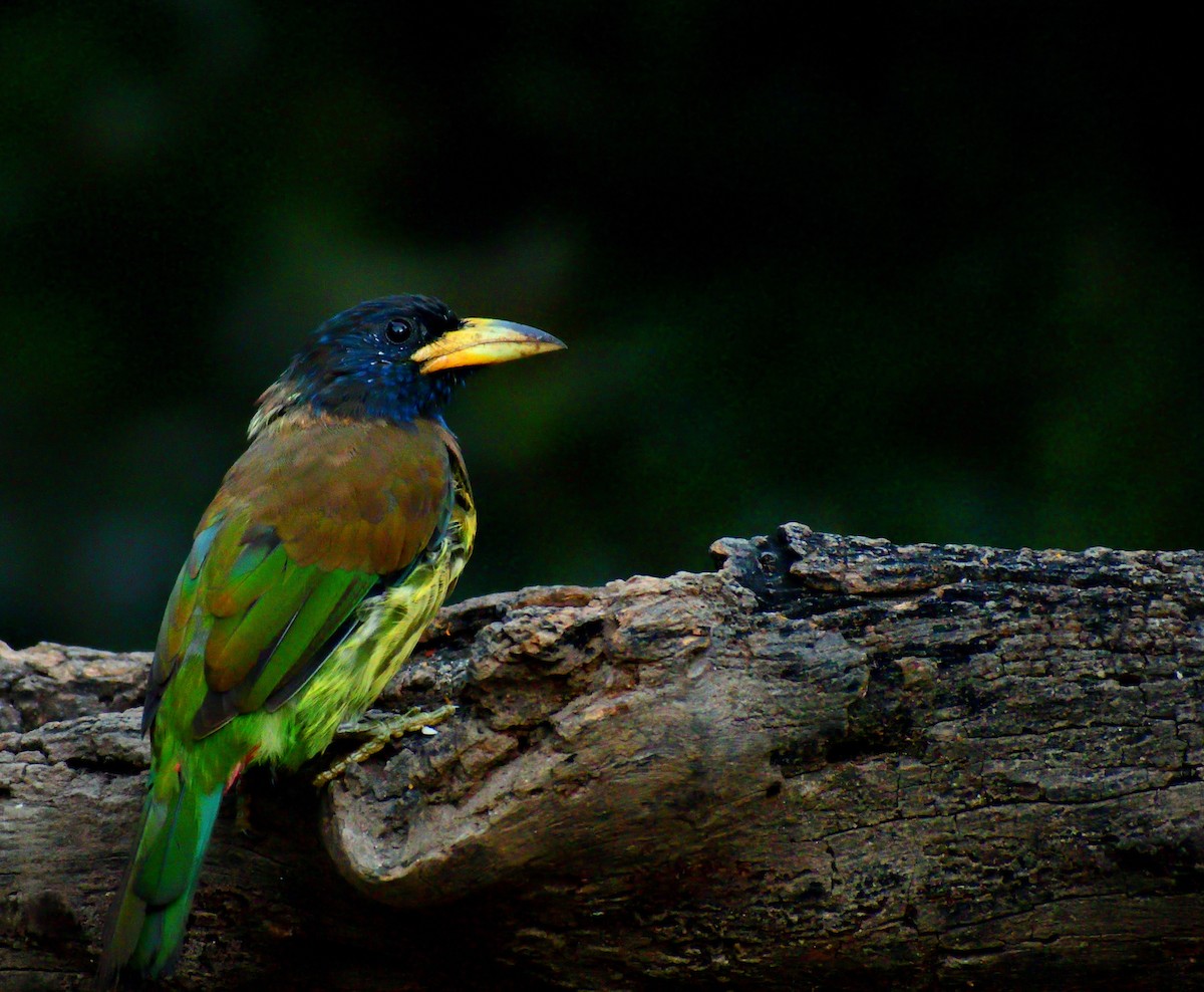 Great Barbet - ML644023353