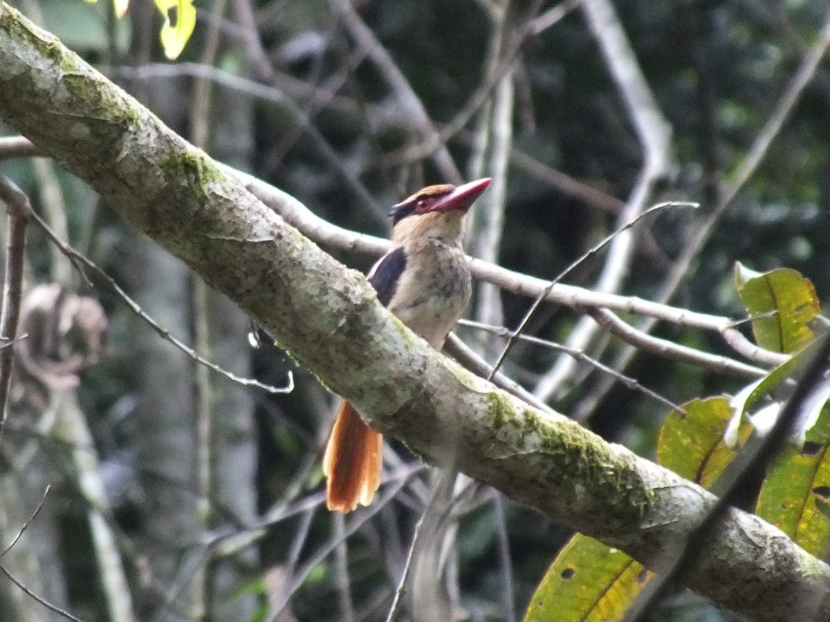Sulawesi Lilac Kingfisher - ML644023354