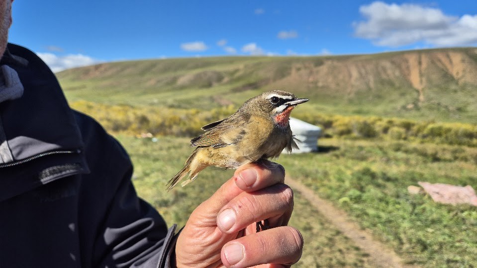 Siberian Rubythroat - ML644023355