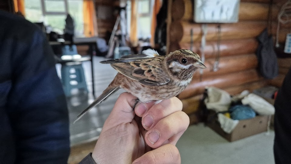 Pine Bunting - ML644023358