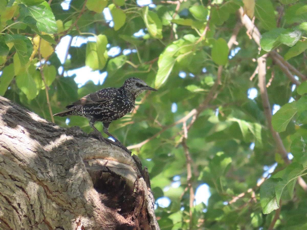 European Starling - ML644023359