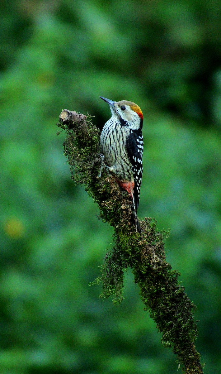 Коронованный дятел - ML644023360