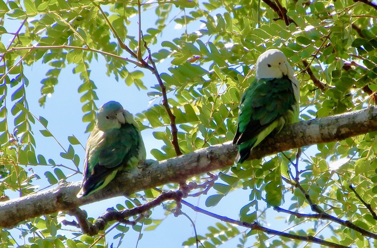 Gray-headed Lovebird - ML644023361