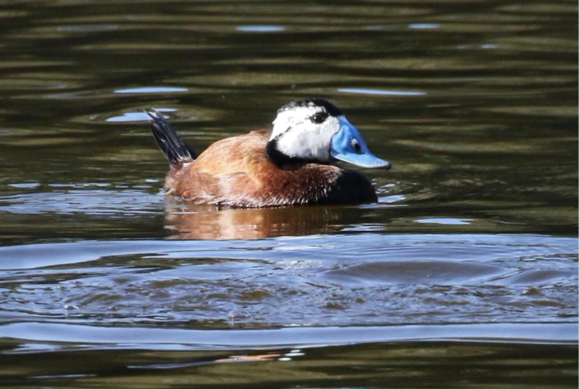 White-headed Duck - ML644023368