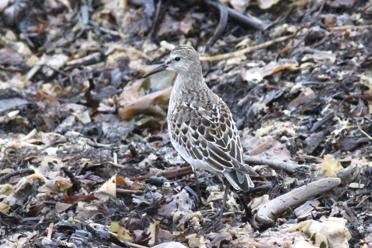 jespák tundrový - ML644023374