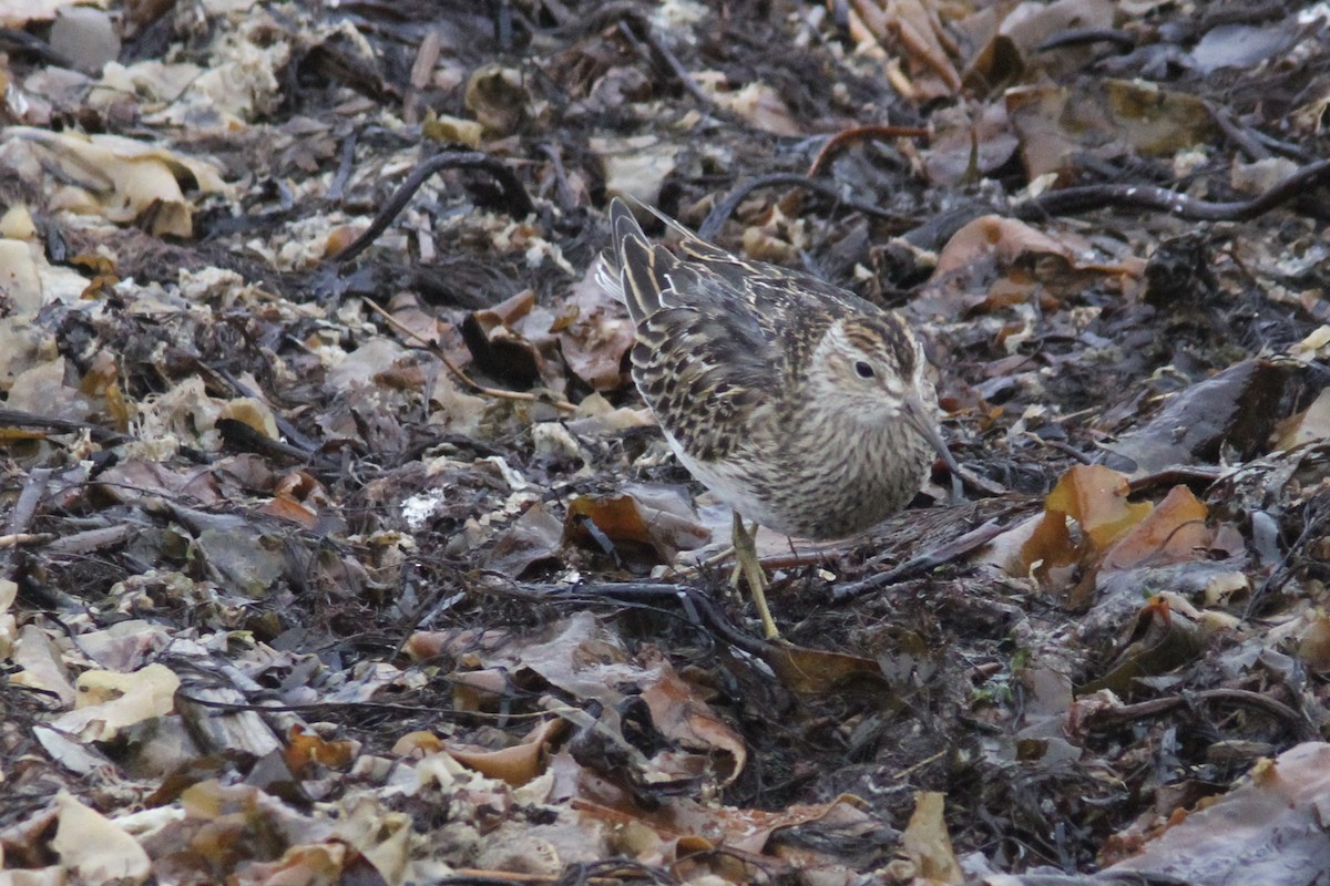 jespák skvrnitý - ML644023384