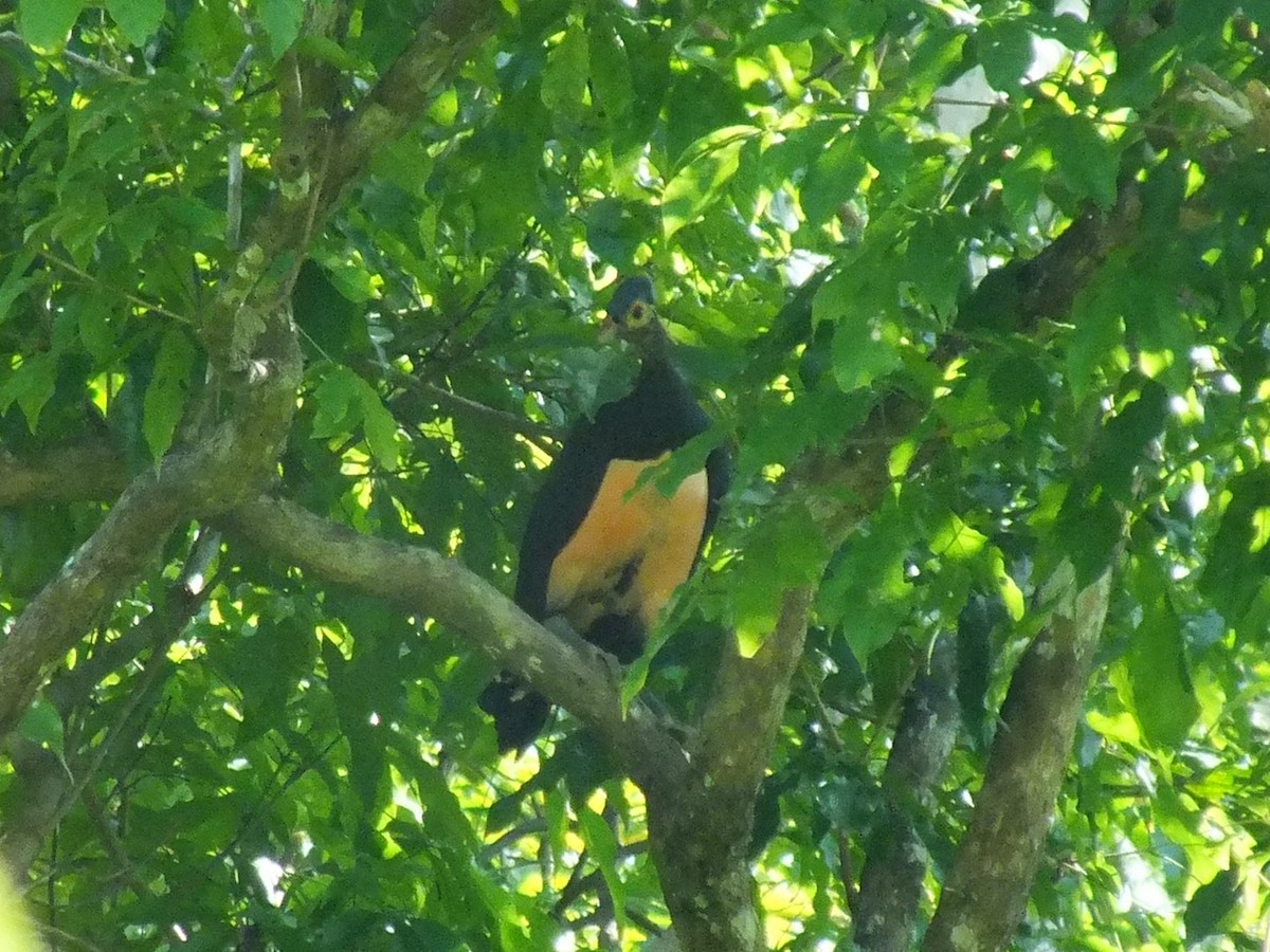 Малео - ML644023391