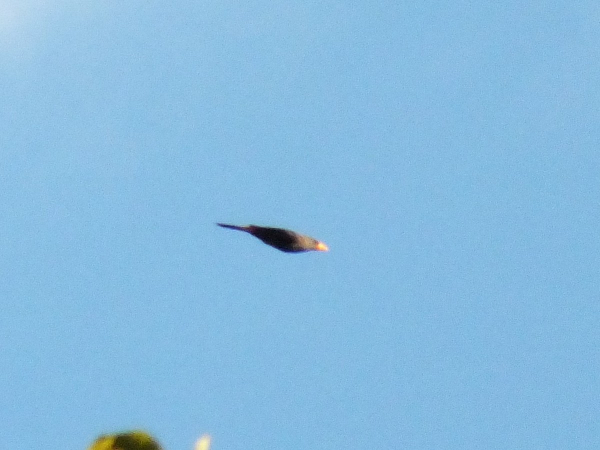 Finch-billed Myna - ML644023395